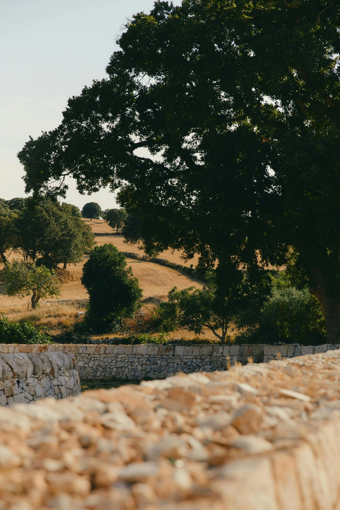The image shows a landscape in Tuscany with a large tree in the foreground, stone walls, and hills covered in dry grass. The sky is clear.