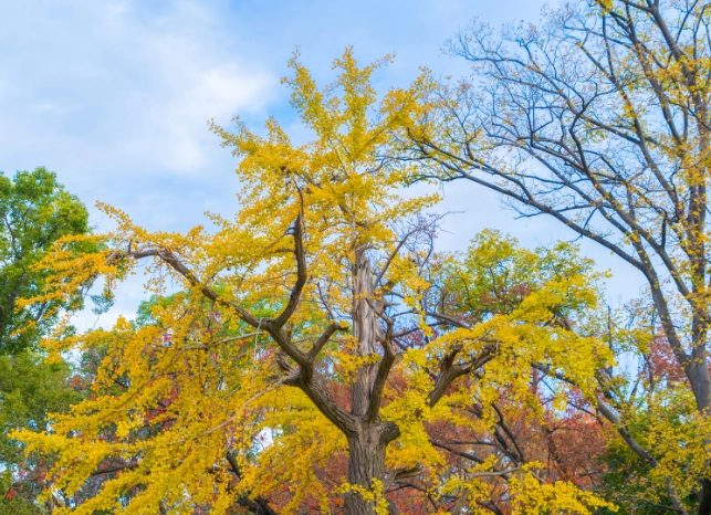 Ein 200 Jahre alter Ginko Baum.